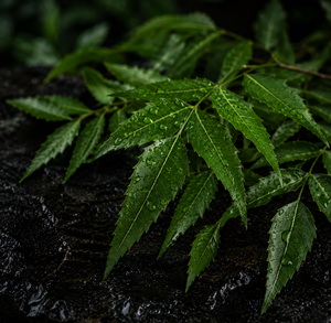 Neem